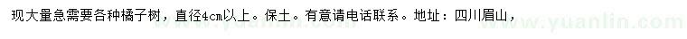 求購直徑4公分以上橘子樹