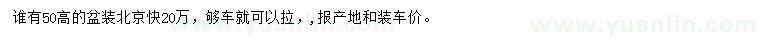 求購高50公分北京檜