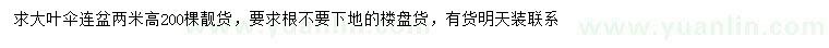 求購大葉傘