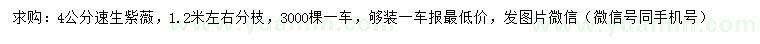 求購4公分速生紫薇
