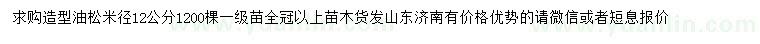 求購米徑12公分油松