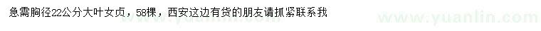 求購(gòu)胸徑22公分大葉女貞