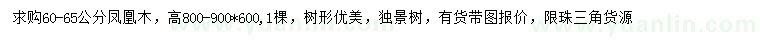 求購60-65公分鳳凰木