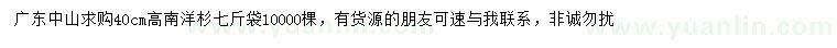 求購高40公分南洋杉