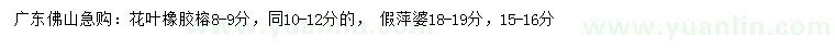 求購8-9、10-12公分花葉橡膠榕、15-16、18-19公分假萍婆