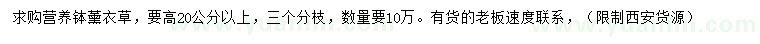 求購高20公分以上薰衣草