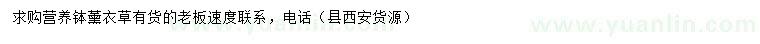 求購(gòu)薰衣草