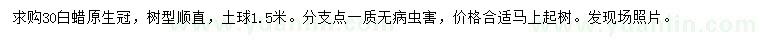 求購30公分白蠟
