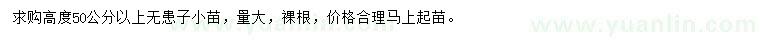 求購高50公分以上無患子小苗