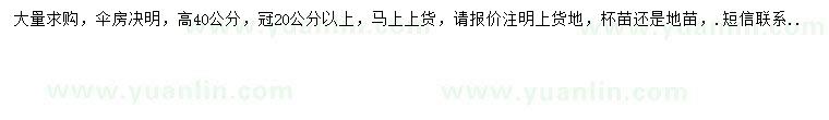 求購高40公分傘房決明