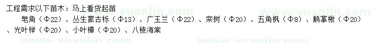 求購(gòu)皂角、叢生蒙古櫟、廣玉蘭等