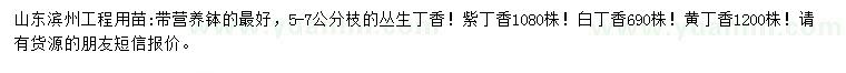 求購5-7公分從生丁香