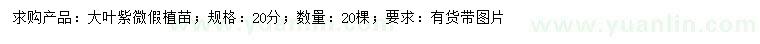 求購大葉紫微假植苗