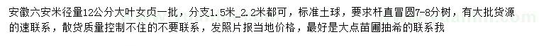 求購米徑量12公分大葉女貞