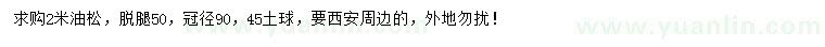 求購2米油松