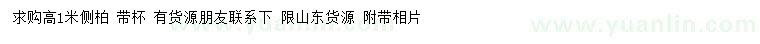 求購高1米側柏
