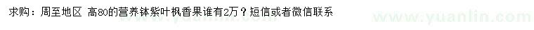求購高80公分紫葉楓香果