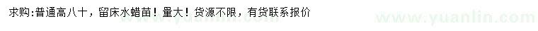 求購(gòu)高80公分水蠟苗