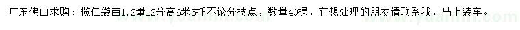 求購1.2量12公分欖仁苗