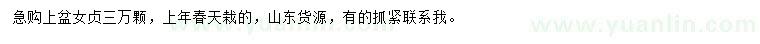 求購女貞