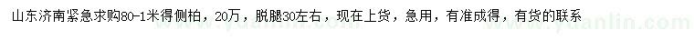 求購80-1米側(cè)柏