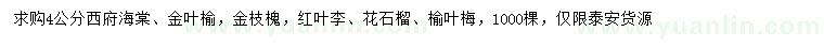 求購金葉榆、金枝槐、紅葉李等