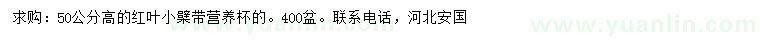 求購50公分高紅葉小檗