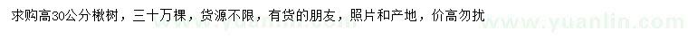 求購高30公分楸樹