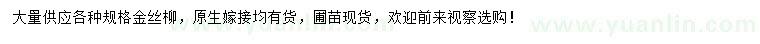 求購金絲柳