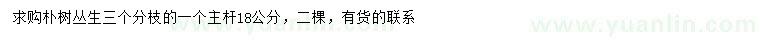 求購叢生樸樹