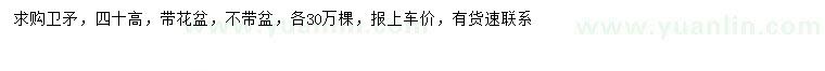 求購高40公分衛(wèi)矛