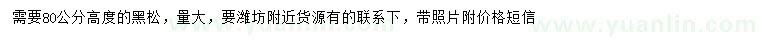 求購高80公分黑松