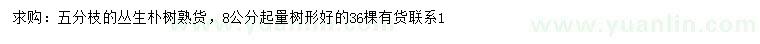 求購(gòu)叢生樸樹(shù)