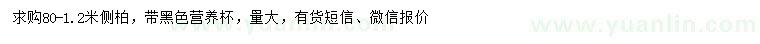 求購80-1.2米側(cè)柏