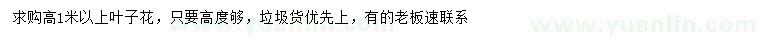 求購高1米以上葉子花