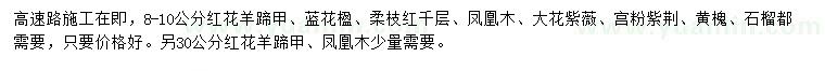 求購紅花羊蹄甲、藍花楹、柔枝紅千層等