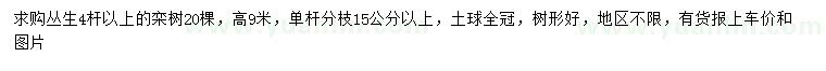 求購(gòu)叢生4桿以上欒樹