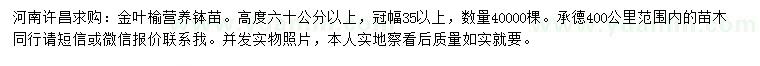 求購(gòu)高60公分以上金葉榆