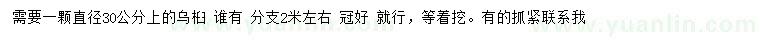 求購直徑30公分以上烏桕