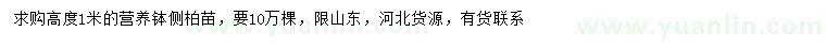求購高1米側柏
