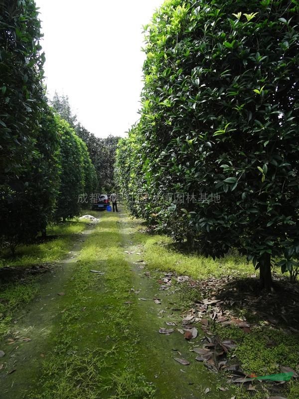 桂花基地3圖片\桂花基地3報(bào)價(jià)