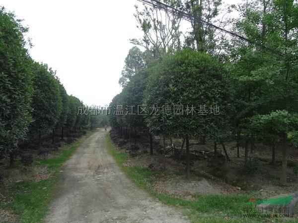 桂花基地3圖片\桂花基地3報(bào)價(jià)
