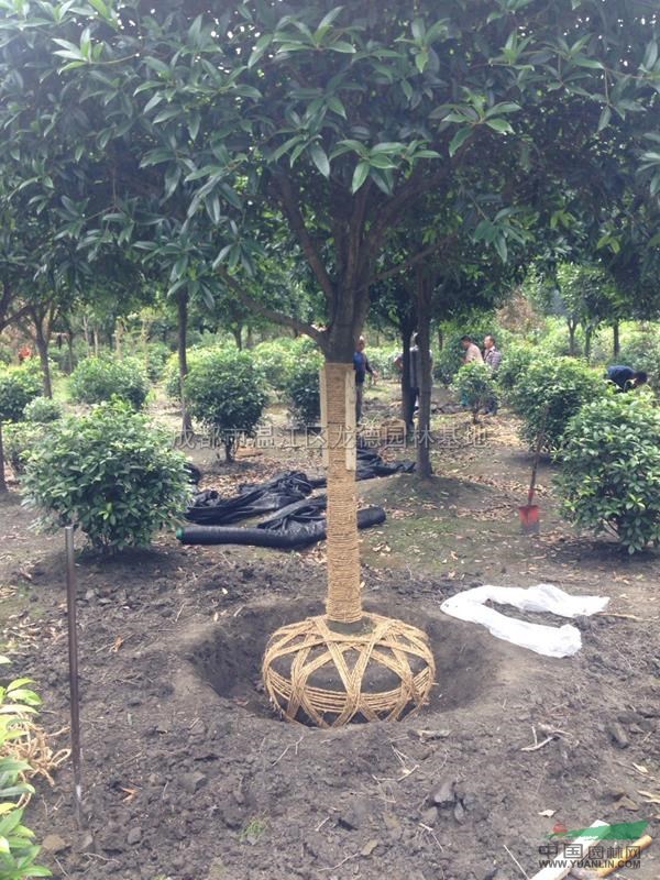 桂花最新價格/桂花報價