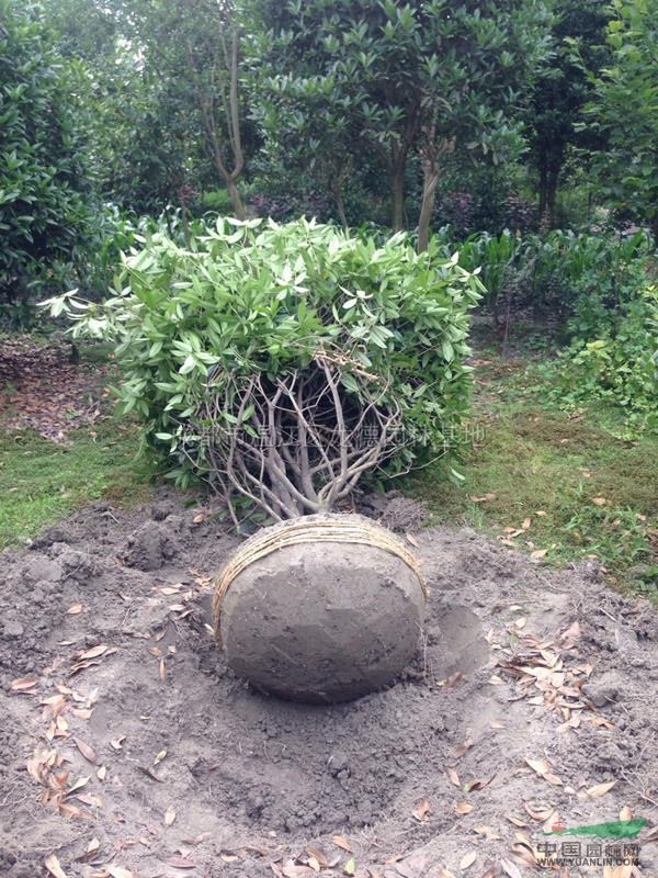桂花3圖片\桂花3報價