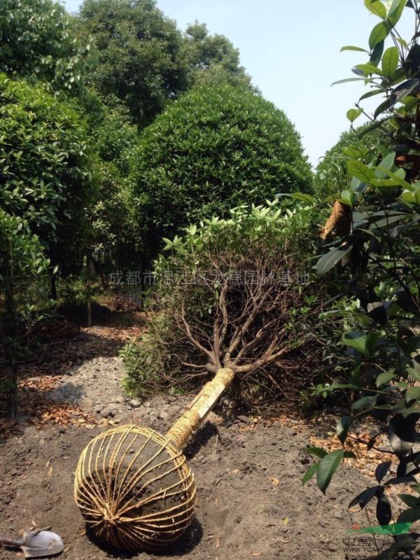 桂花3圖片\桂花3報價