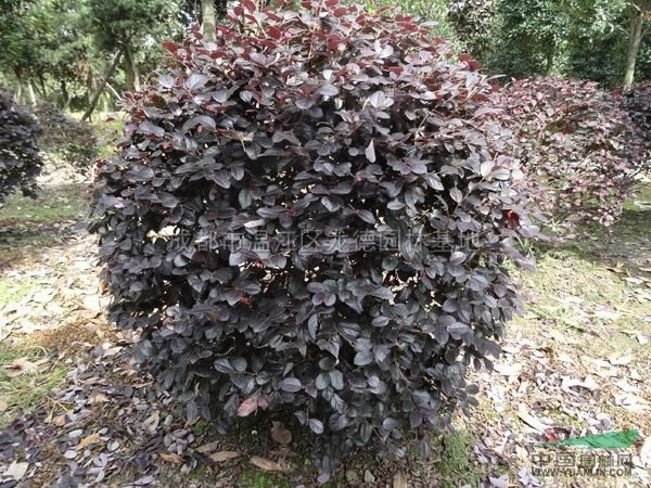 紅繼木球80-150公分行情報價\紅繼木球80-150公分圖片展示