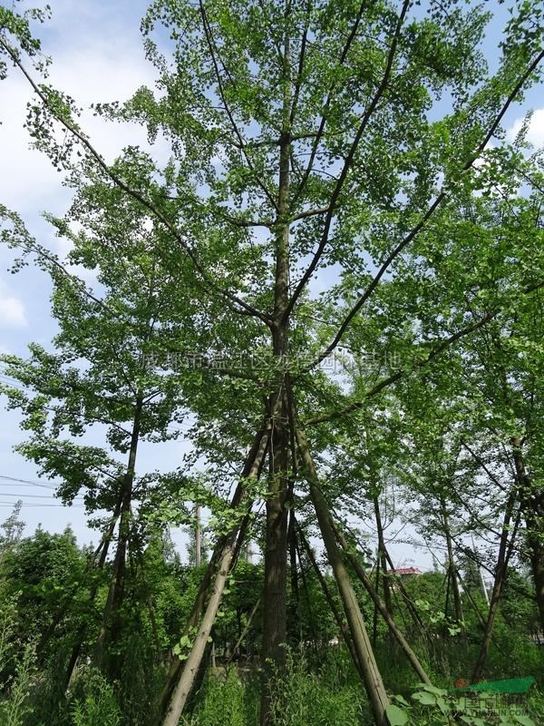 四川銀杏10-30公分