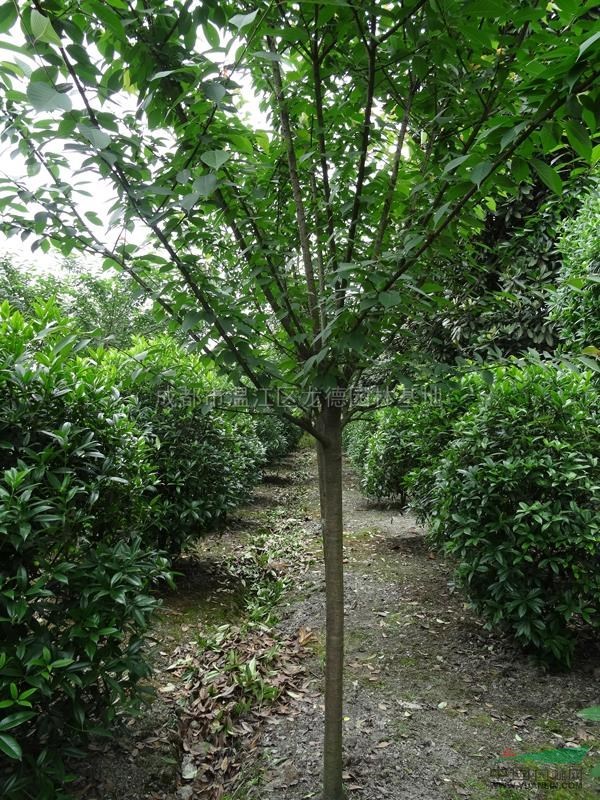 四川櫻花介紹
