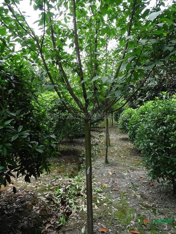 四川櫻花介紹