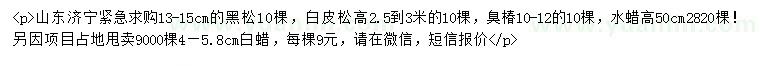 求購黑松、白皮松、臭椿等
